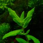 Ammannia capitellata - Flowgrow Aquatic Plant Database