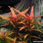 Ammannia crassicaulis - Flowgrow Aquatic Plant Database