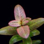 Ammannia latifolia - Flowgrow Aquatic Plant Database