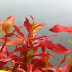 Ammannia praetermissa - Flowgrow Aquatic Plant Database