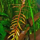 Ammannia senegalensis - Flowgrow Aquatic Plant Database
