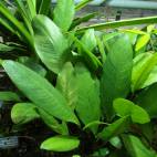 Anubias afzelii - Flowgrow Aquatic Plant Database