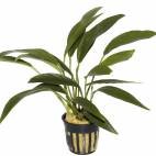 Anubias barteri var. angustifolia - Flowgrow Aquatic Plant Database