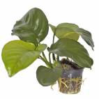 Anubias barteri var. caladiifolia - Flowgrow Aquatic Plant Database
