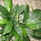 Anubias barteri var. glabra - Flowgrow Aquatic Plant Database