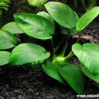 Anubias barteri var. nana - Flowgrow Aquatic Plant Database