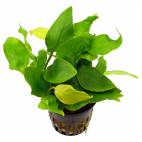 Anubias barteri var. nana 'Golden Heart' - Flowgrow Aquatic Plant Database