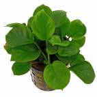 Anubias barteri var. nana 'Round Leaf' - Flowgrow Aquatic Plant Database