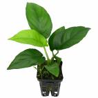 Anubias "nangi" - Flowgrow Aquatic Plant Database