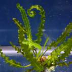 all aquatic plants flowgrow