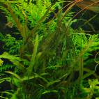 all aquatic plants flowgrow