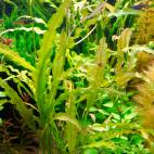 all aquatic plants flowgrow