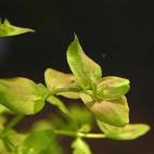 all aquatic plants flowgrow