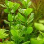 all aquatic plants flowgrow
