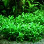 Bacopa monnieri 'Compact' - Flowgrow Aquatic Plant Database