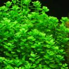 Bacopa monnieri "Rundblättrig" - Flowgrow Aquatic Plant Database
