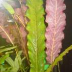 all aquatic plants flowgrow
