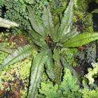 all aquatic plants flowgrow