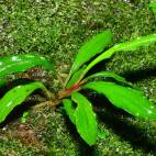 all aquatic plants flowgrow