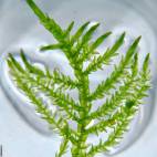 all aquatic plants flowgrow