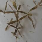 all aquatic plants flowgrow