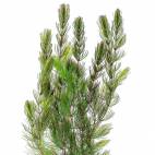 Ceratophyllum demersum "Mexiko" ("Rotstängelig") - Flowgrow Aquatic Plant Database