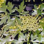 all aquatic plants flowgrow