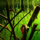 Drepanocladus aduncus - Flowgrow Aquatic Plant Database