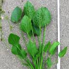 Echinodorus palifolius - Flowgrow Aquatic Plant Database