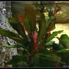 Echinodorus 'Red Special' - Flowgrow Aquatic Plant Database