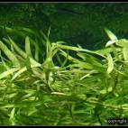Heteranthera dubia - Flowgrow Aquatic Plant Database