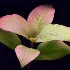 Hygrophila corymbosa - Flowgrow Aquatic Plant Database