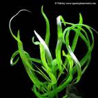 Hygrophila corymbosa ''Angustifolia'' - Flowgrow Aquatic Plant Database