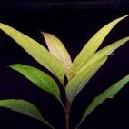 Hygrophila corymbosa "Siamensis" - Flowgrow Aquatic Plant Database