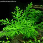 Hygrophila difformis - Flowgrow Aquatic Plant Database