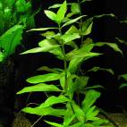 Hygrophila polysperma - Flowgrow Aquatic Plant Database