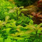 Hygrophila polysperma 'Big leaf' - Flowgrow Aquatic Plant Database