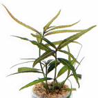 Hygrophila sp. 'Bold' - Flowgrow Aquatic Plant Database
