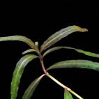 Hygrophila sp. 'Tiger' - Flowgrow Aquatic Plant Database