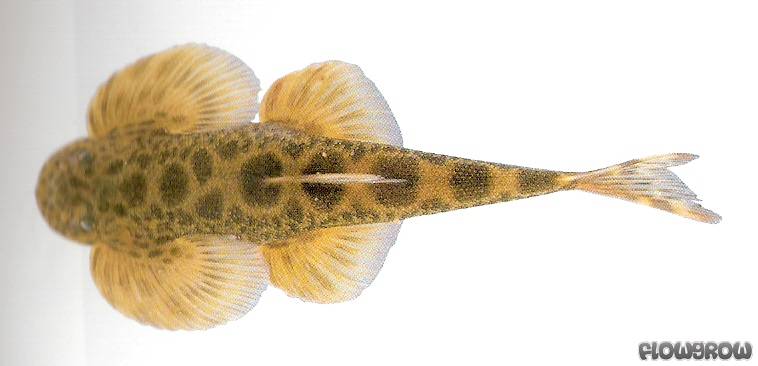 Hemimyzon nanensis Flowgrow FischDatenbank