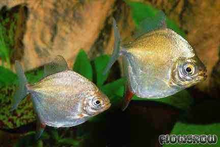 Myleus rubripinnis rubripinnis Flowgrow FischDatenbank