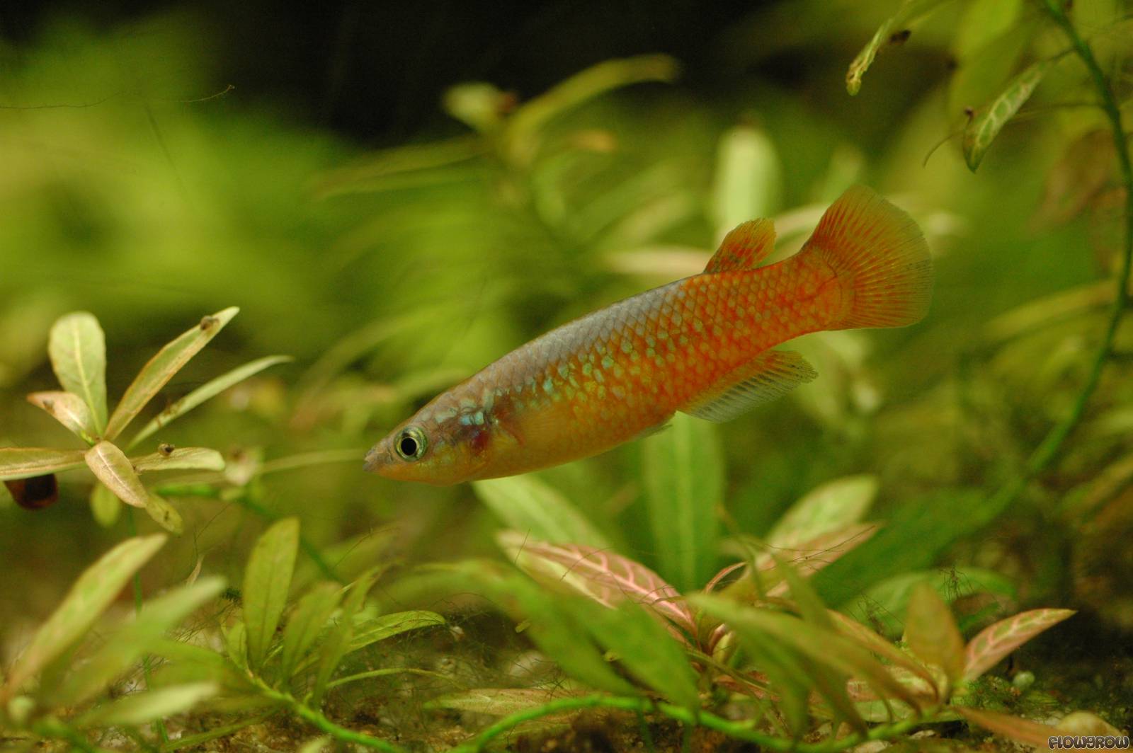 Pachypanchax omalonotus MadagaskarHechtling Flowgrow FischDatenbank