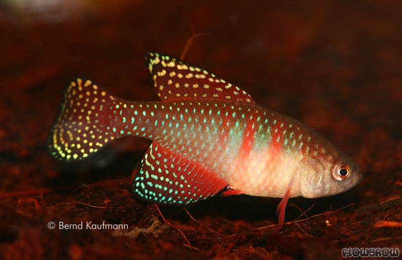 Simpsonichthys picturatus Flowgrow FischDatenbank