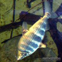 Abramites hypselonotus - Brachsensalmler - Flowgrow Fisch-Datenbank