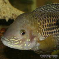 Aequidens rivulatus - Goldsaum-Buntbarsch - Flowgrow Fisch-Datenbank