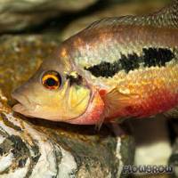 Amphilophus longimanus - Flowgrow Fisch-Datenbank