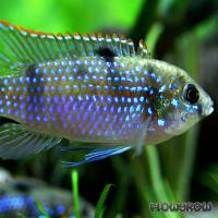 Anomalochromis thomasi - Afrikanischer Schmetterlingsbuntbarsch - Flowgrow Fisch-Datenbank