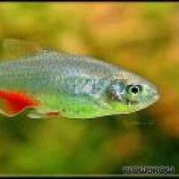 Aphyocharax anisitsi - Rotflossensalmler - Flowgrow Fisch-Datenbank