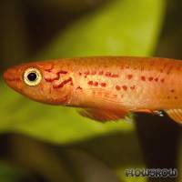 Aphyosemion australe - Bunter Prachtkärpfling - Flowgrow Fisch-Datenbank