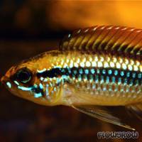 Apistogramma agassizii - Agassiz Zwergbuntbarsch - Flowgrow Fisch-Datenbank